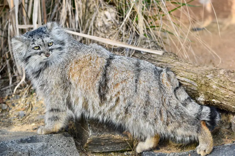 Фотография Принцессы в Пражском Зоопарке