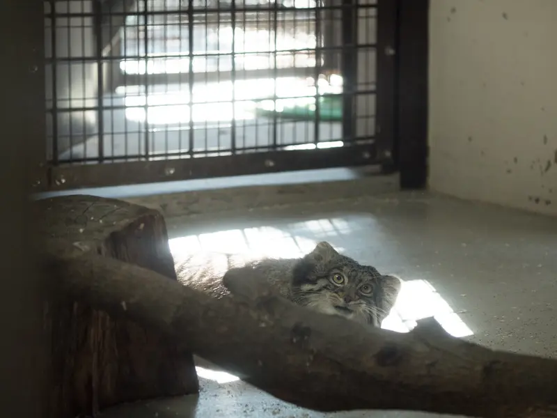 Фотография Фиги в Зоопарке Ногеяме