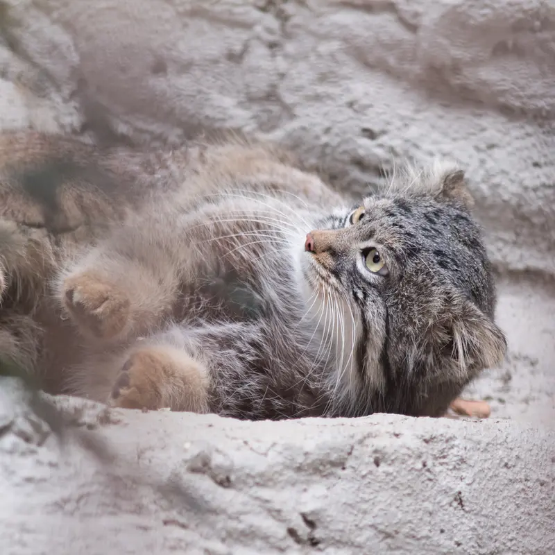 Фотография Фиги в Зоопарке Ногеяме