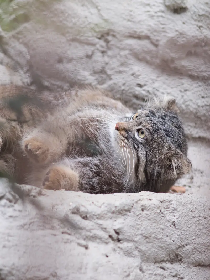 Фотография Фиги в Зоопарке Ногеяме