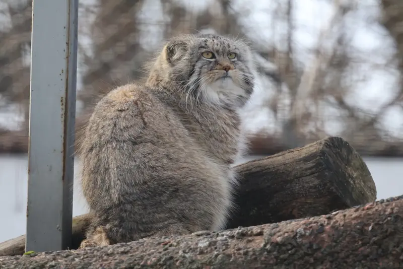 Фотография Аркаса в Зоопарке Коркеасаари