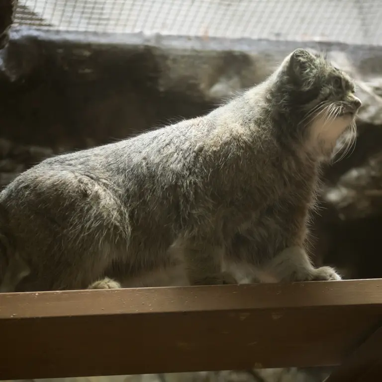 Фотография Клёна в Зоопарке Уено