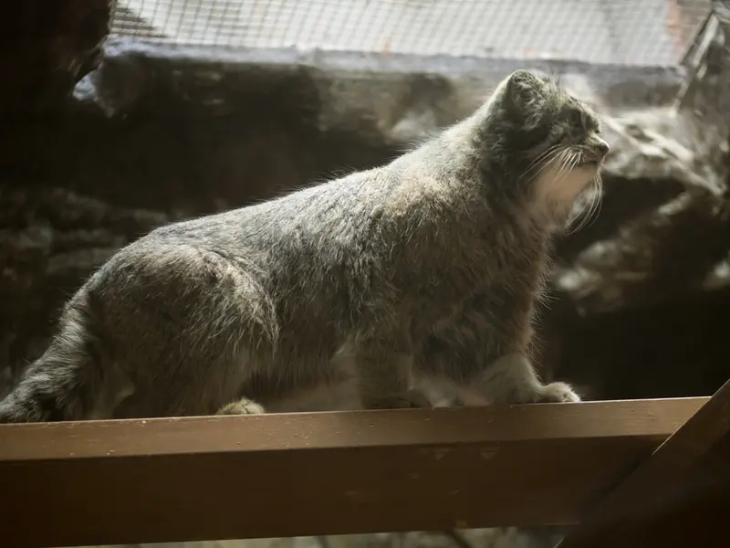 Фотография Клёна в Зоопарке Уено