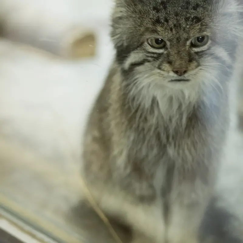 Фотография Клёна в Зоопарке Уено