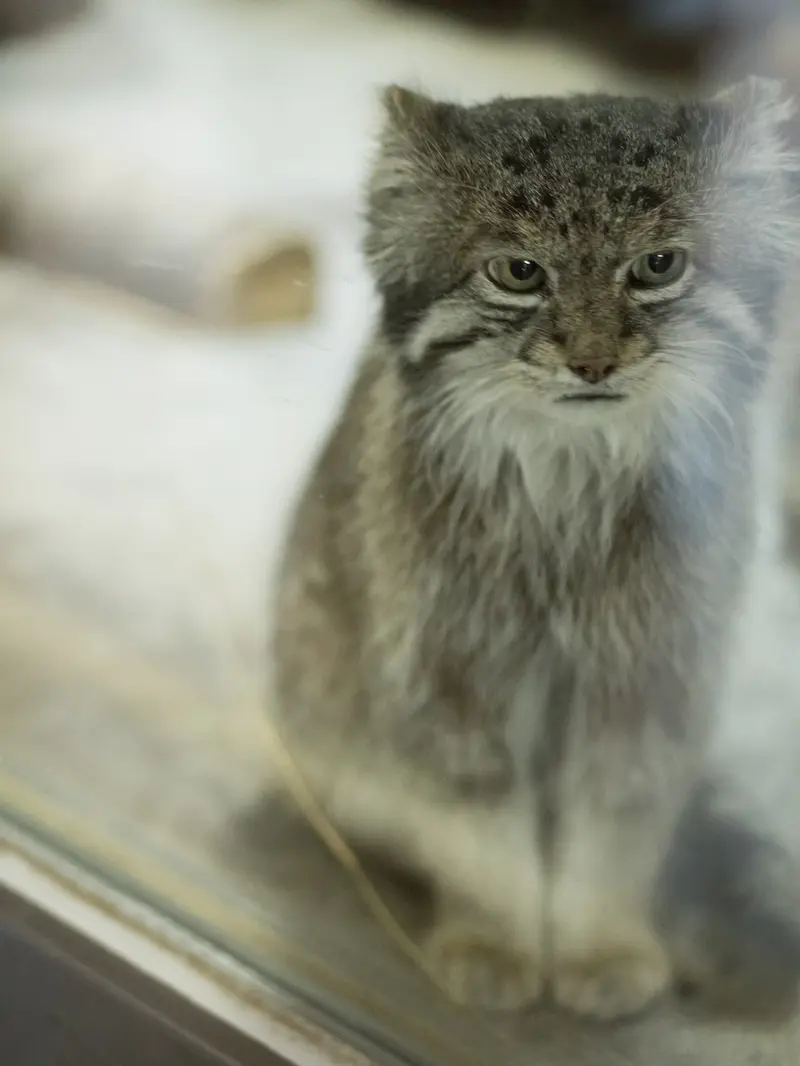Фотография Клёна в Зоопарке Уено