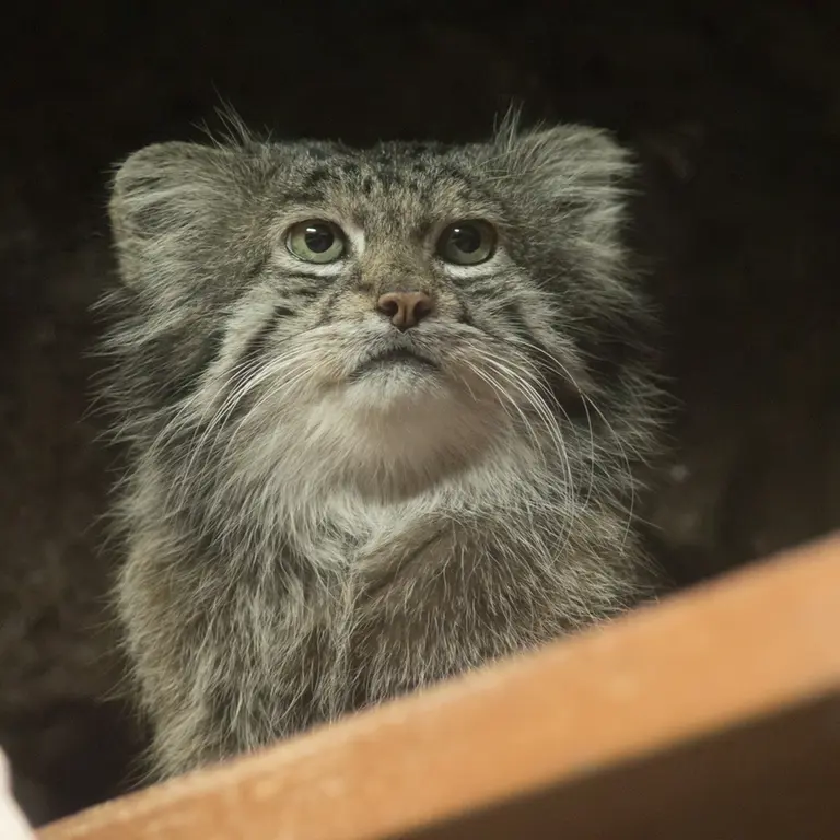 Фотография Клёна в Зоопарке Уено