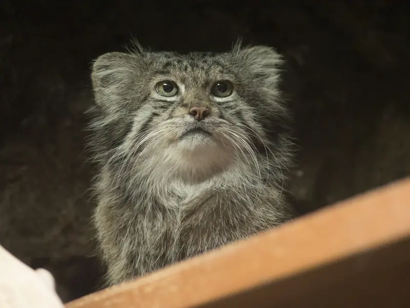 Фотография Клёна в Зоопарке Уено