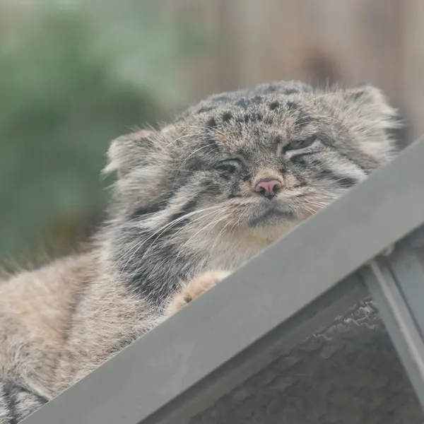 Фотография Нара в Царстве Животных Кобе