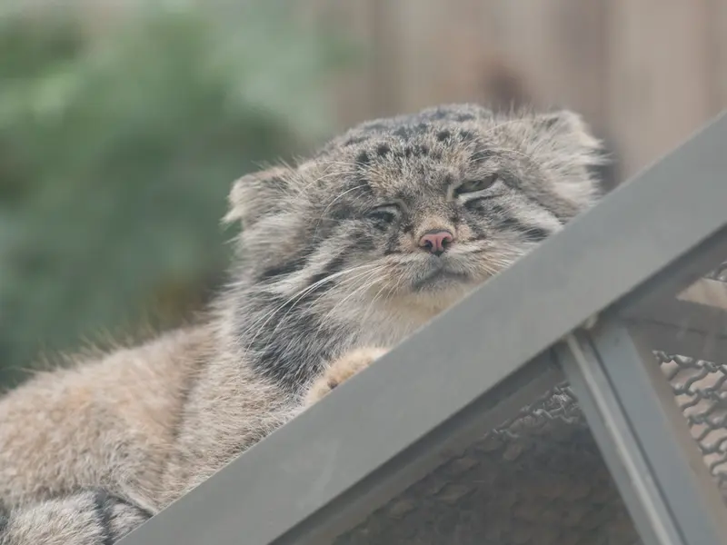 Фотография Нара в Царстве Животных Кобе