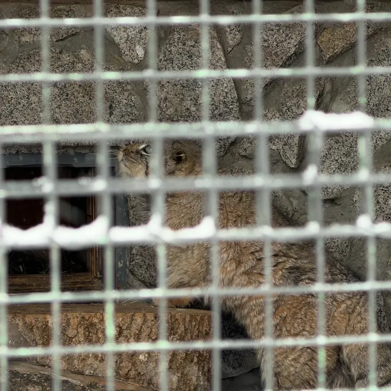 Фотография Свэна в Ленинградском Зоопарке