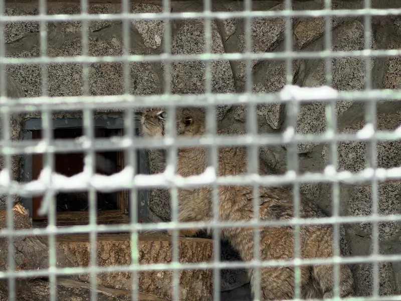 Фотография Свэна в Ленинградском Зоопарке