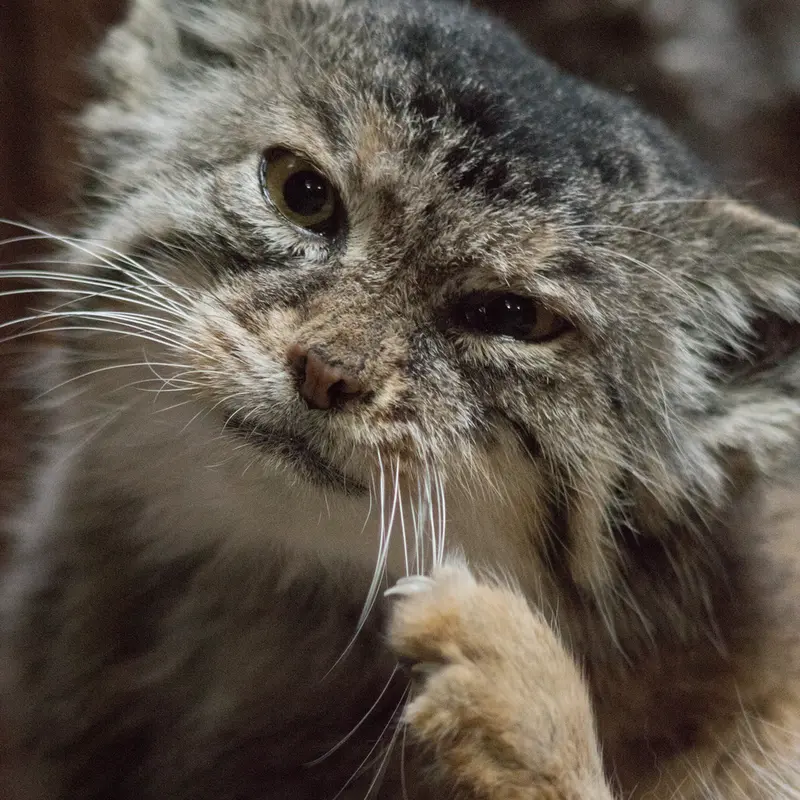 Фотография Примулы в Зоопарке Уено