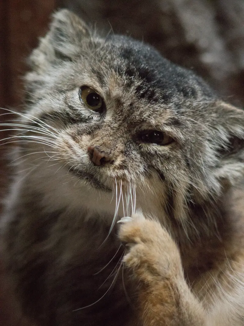 Фотография Примулы в Зоопарке Уено