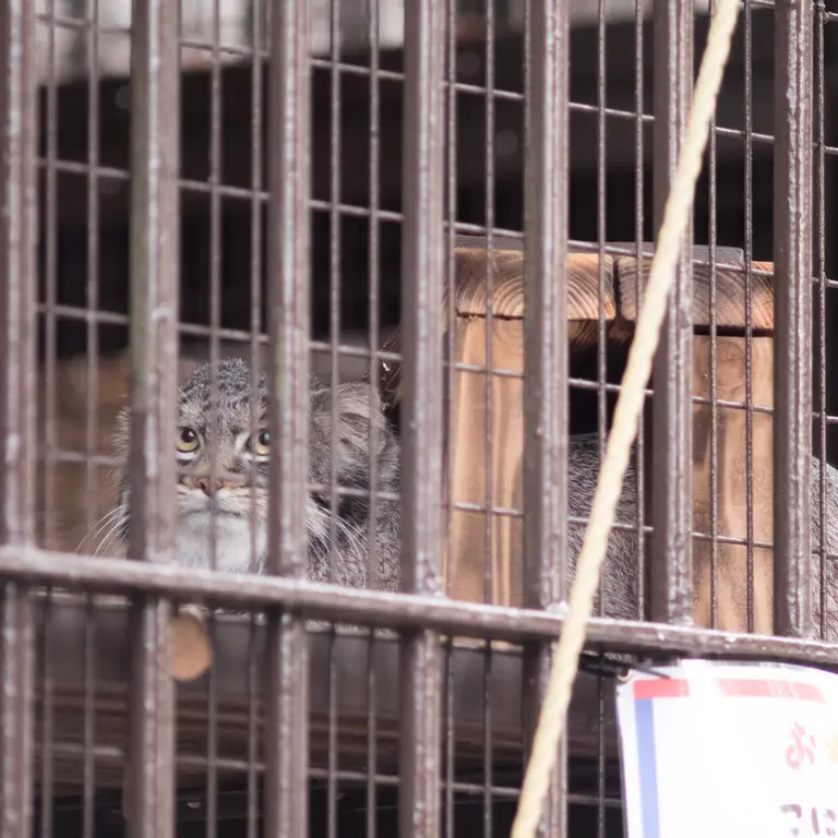 Фотография Фиги в Зоопарке Ногеяме