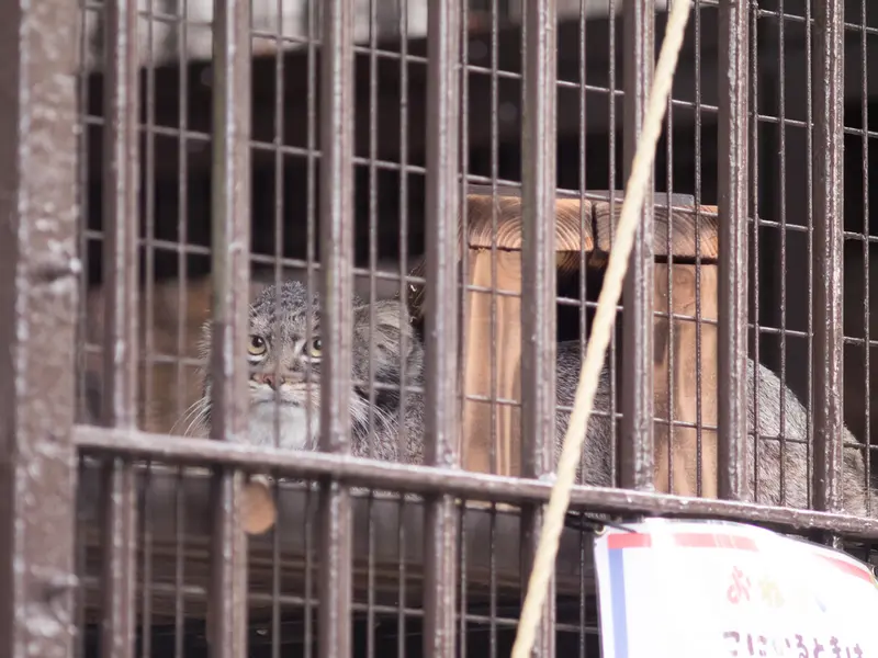 Фотография Фиги в Зоопарке Ногеяме