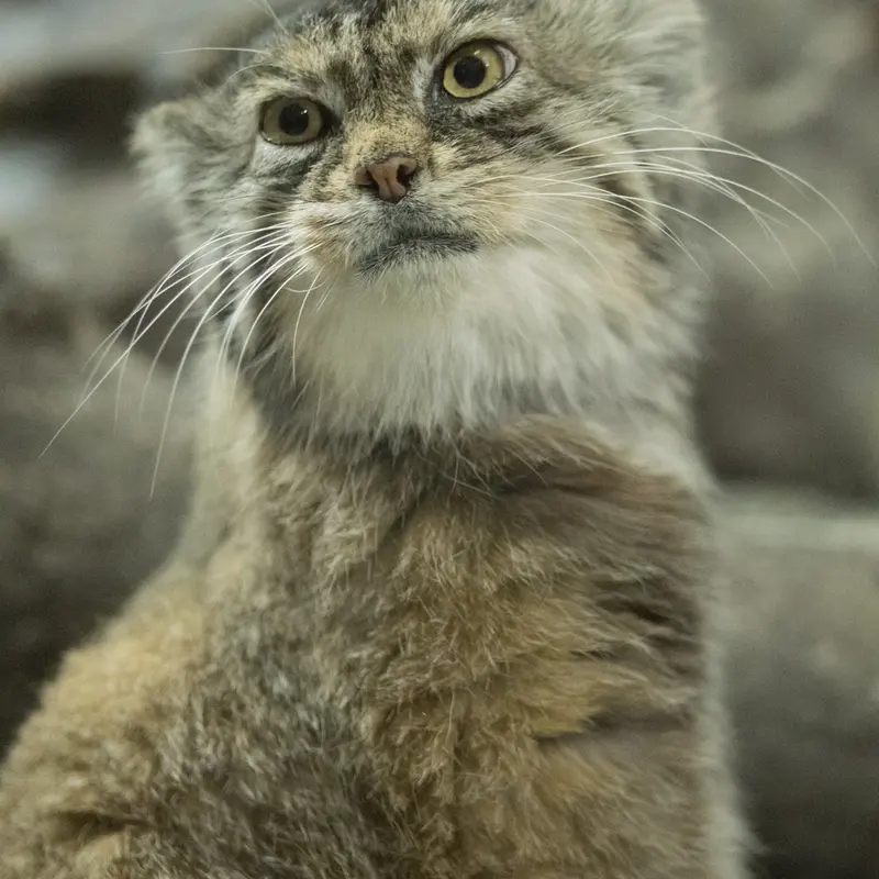 Фотография Примулы в Зоопарке Уено