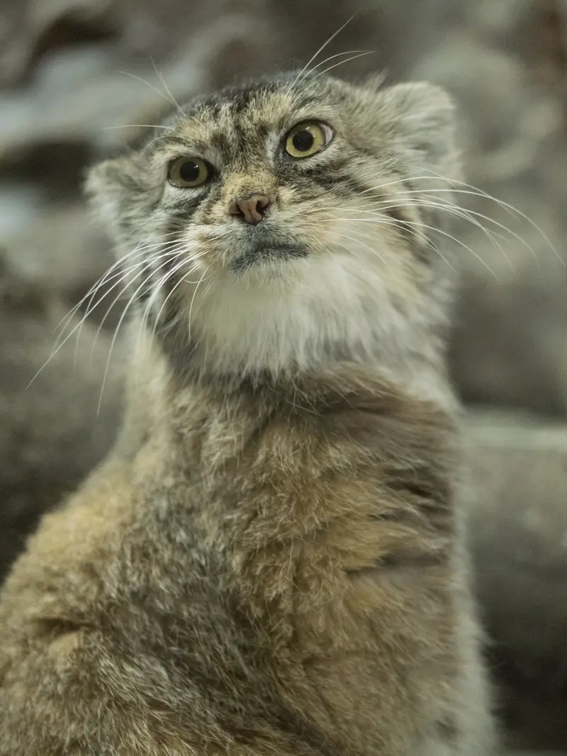 Фотография Примулы в Зоопарке Уено