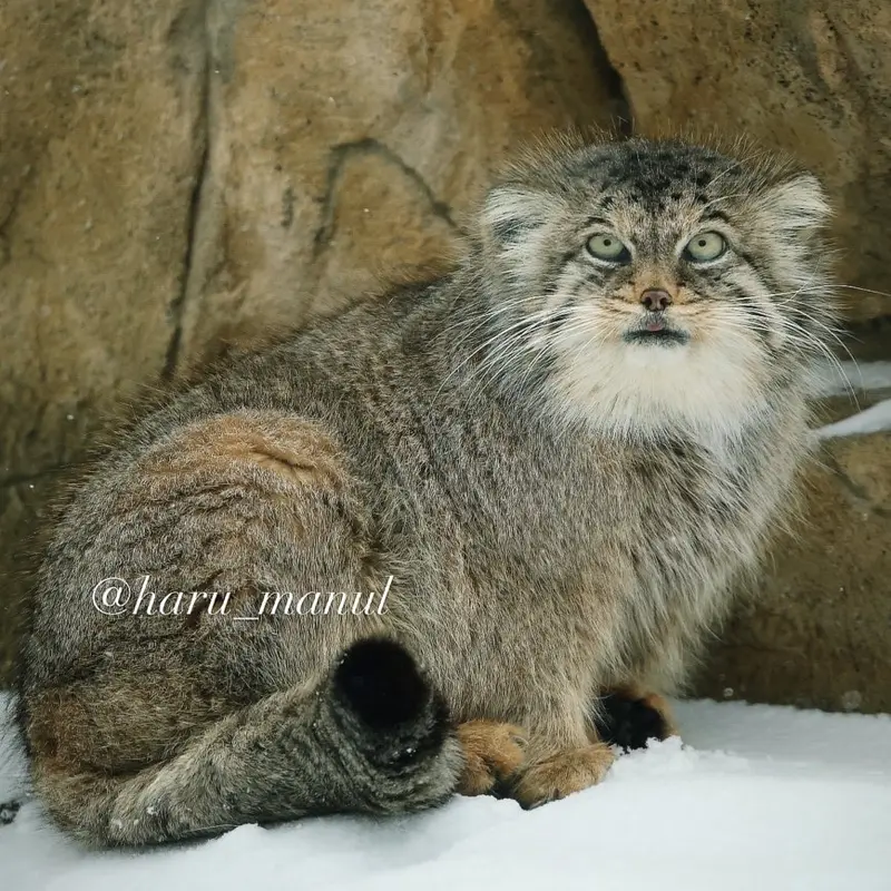 Фотография Полли в Царстве Животных Насу