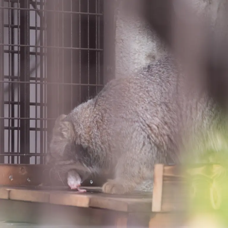 Фотография Фиги в Зоопарке Ногеяме