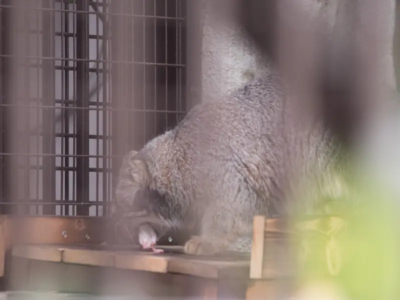 Фотография Фиги в Зоопарке Ногеяме