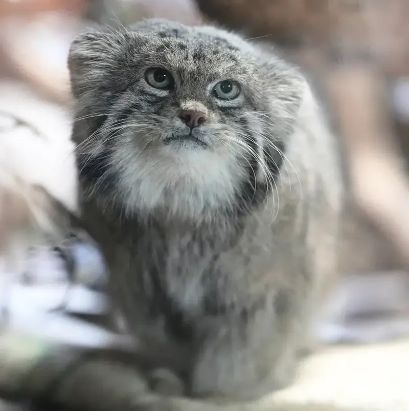 Фотография Клёна в Зоопарке Уено