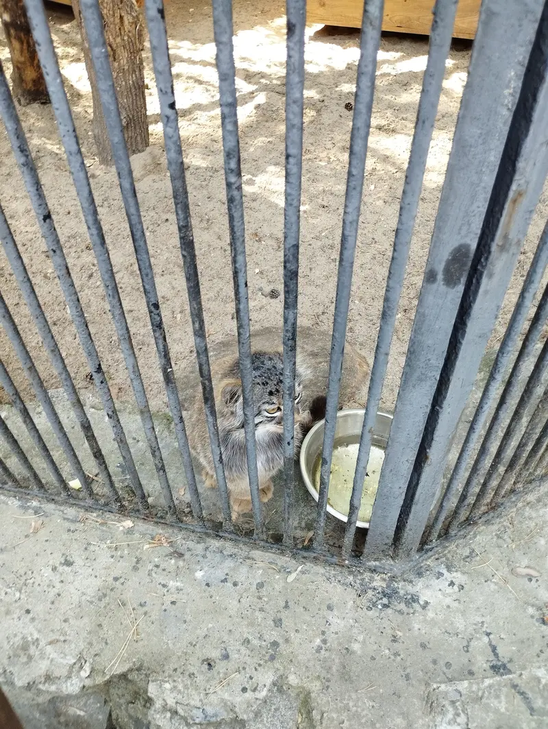 Фотография с манулом в Новосибирском Зоопарке