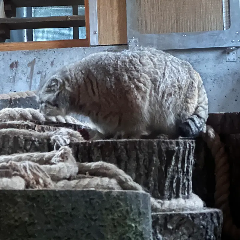 Фотография с манулом в Гданском Зоопарке