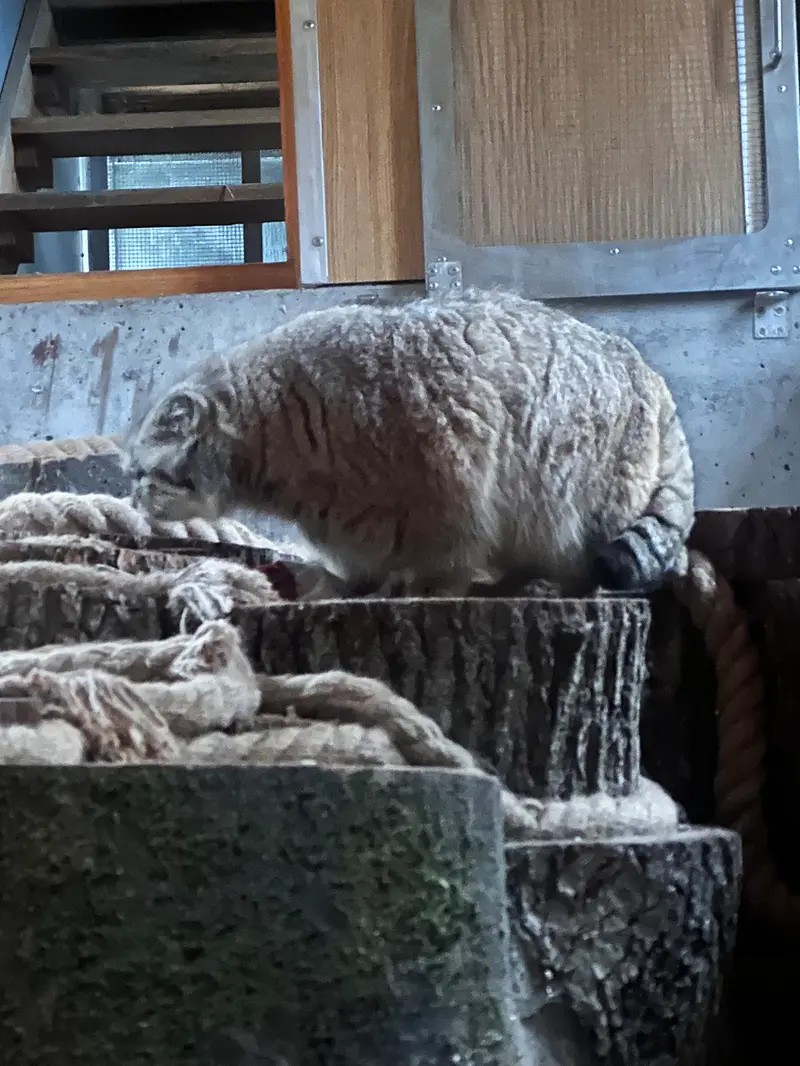 Фотография с манулом в Гданском Зоопарке