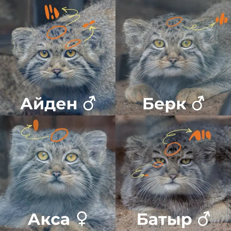 Фотография с манулом