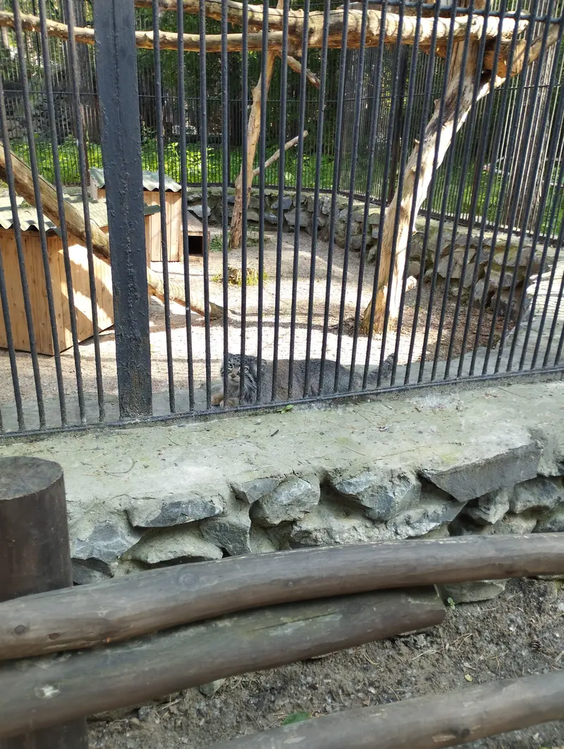 Фотография с манулом в Новосибирском Зоопарке