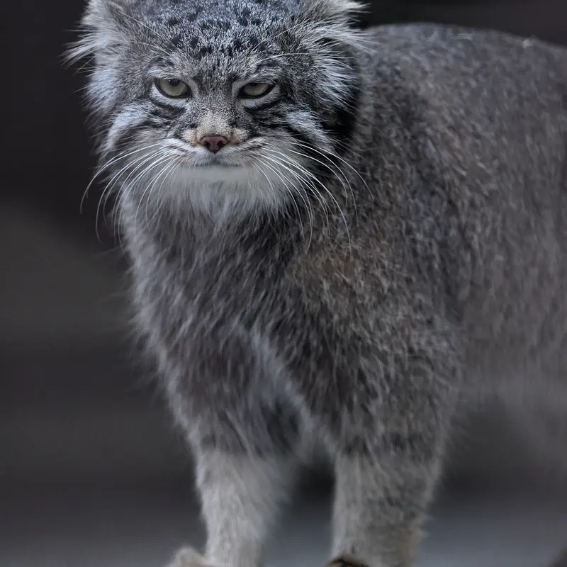 Фотография Фиги в Зоопарке Ногеяме