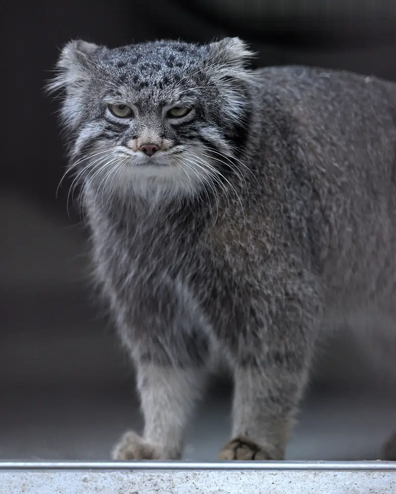 Фотография Фиги в Зоопарке Ногеяме