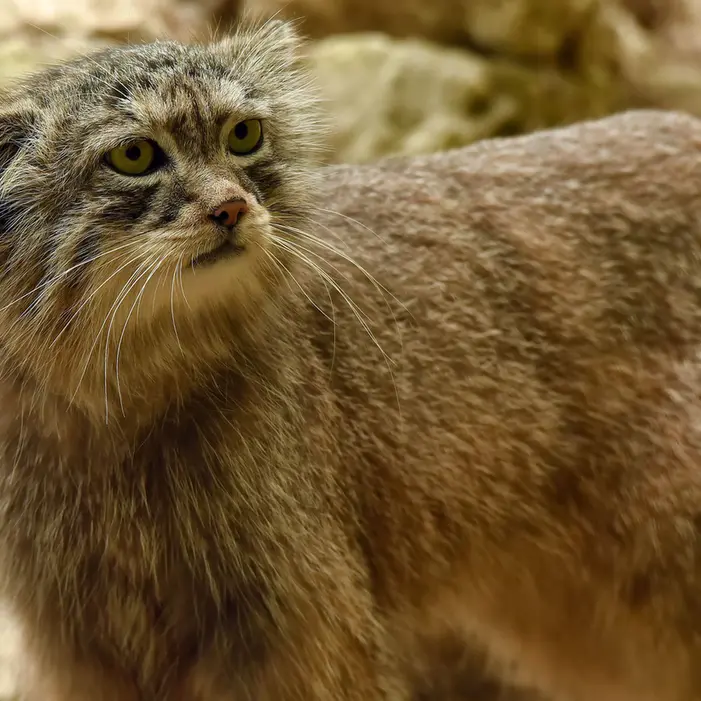 Фотография Нату в Сафари-заповеднике Люминьи