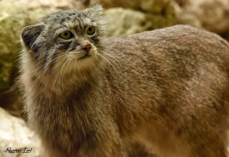 Фотография Нату в Сафари-заповеднике Люминьи