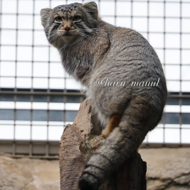 Фотография Нагому в Царстве Животных Насу