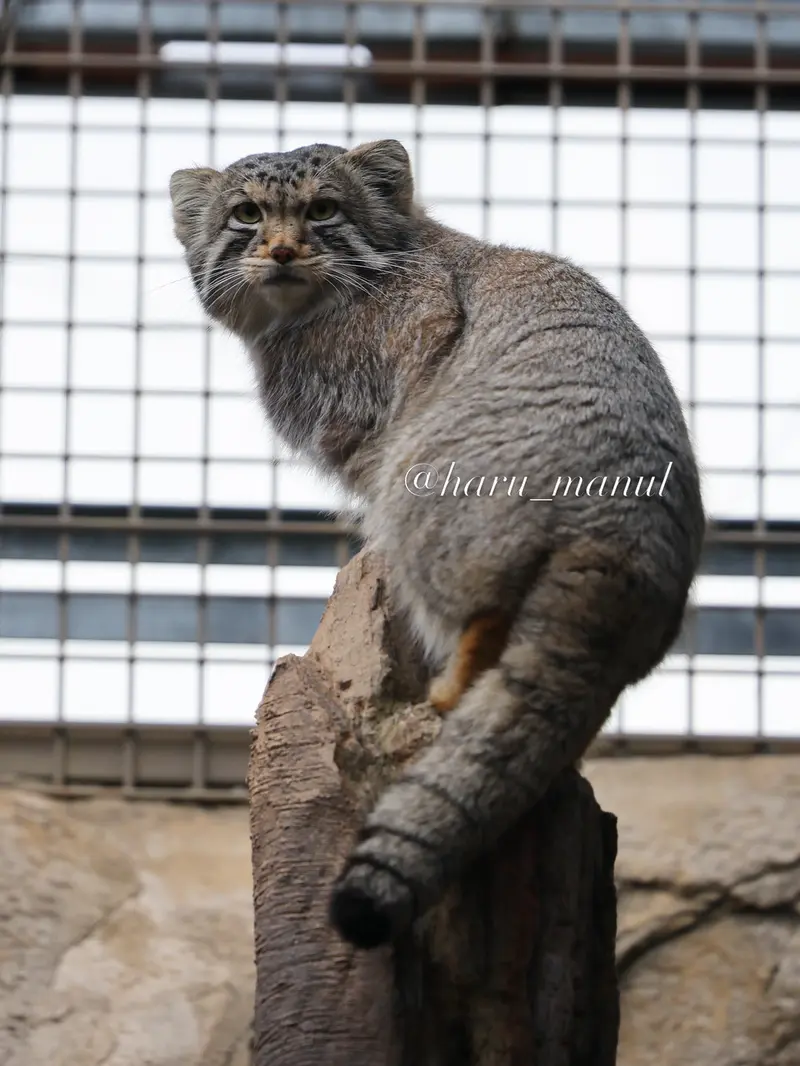 Фотография Нагому в Царстве Животных Насу