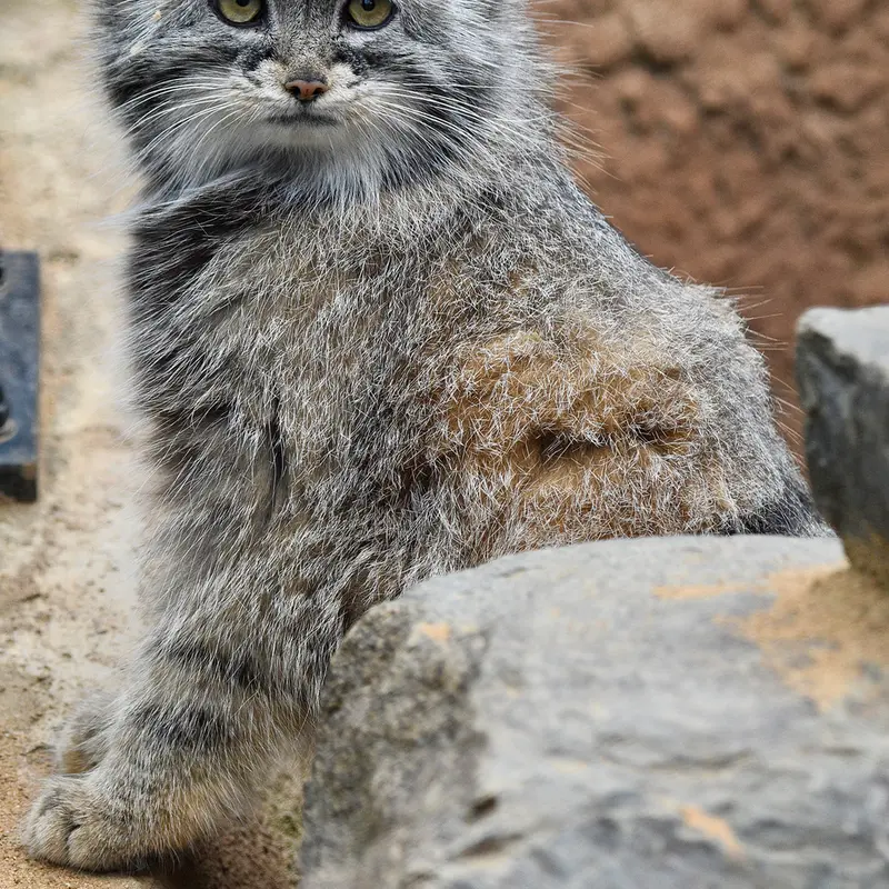 Фотография Принцессы в Пражском Зоопарке