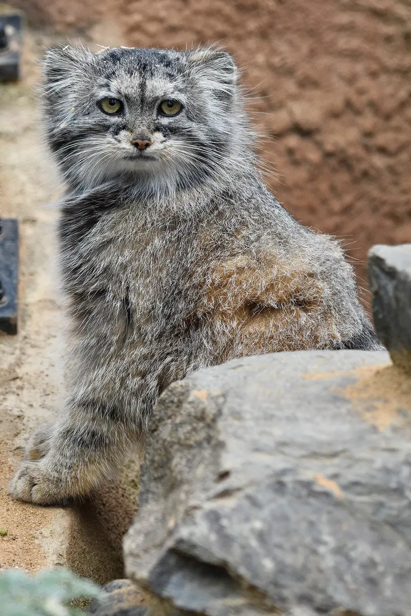 Фотография Принцессы в Пражском Зоопарке