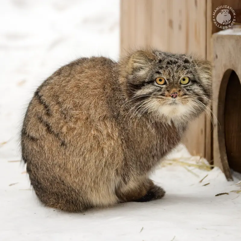 Фотография Катуни в Новосибирском Зоопарке