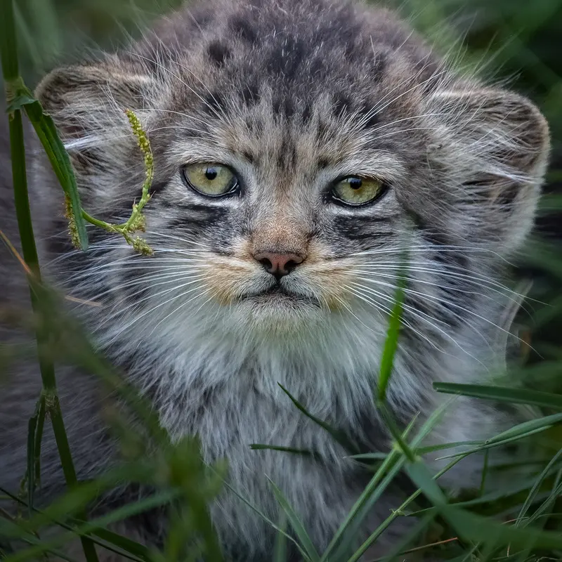Фотография с манулом