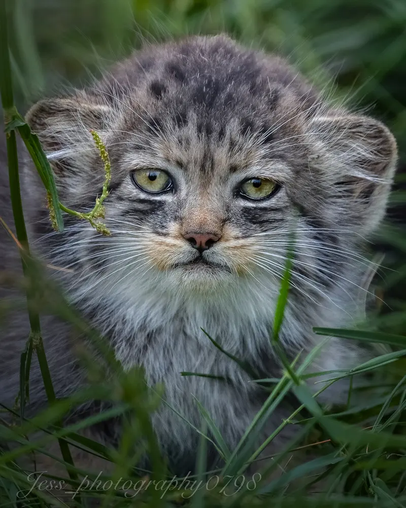 Фотография с манулом