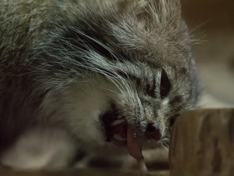 Фотография Клёна в Зоопарке Уено