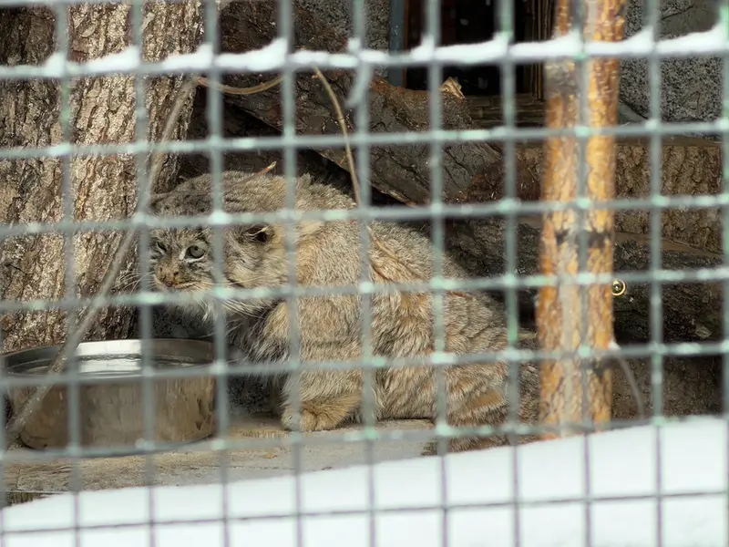 Фотография Свэна в Ленинградском Зоопарке