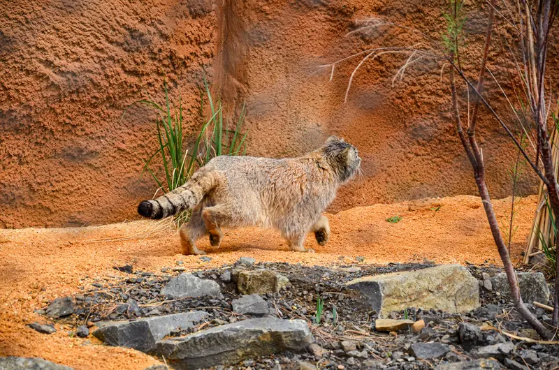 Фотография Спая в Пражском Зоопарке