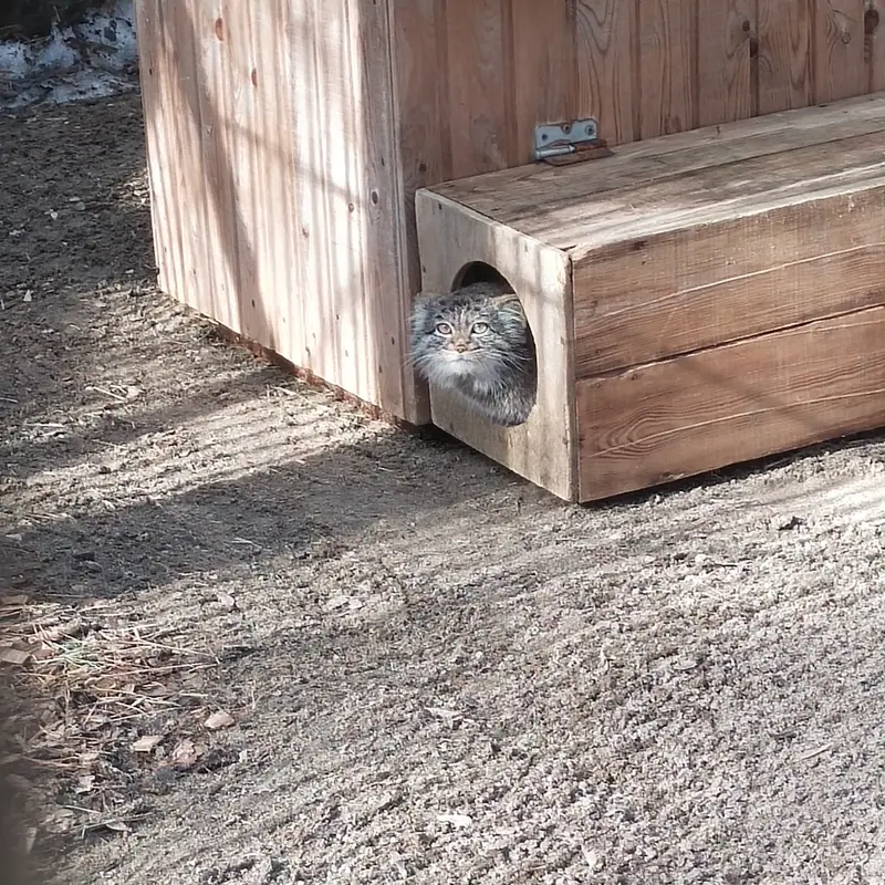 Фотография Катуни в Новосибирском Зоопарке