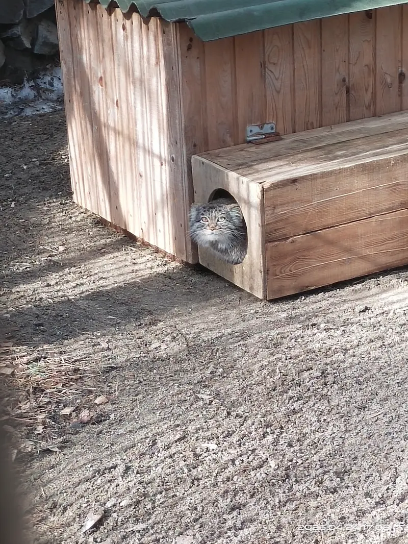 Фотография Катуни в Новосибирском Зоопарке