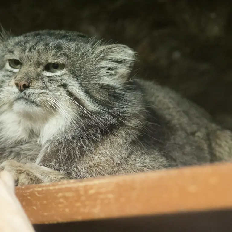 Фотография Клёна в Зоопарке Уено