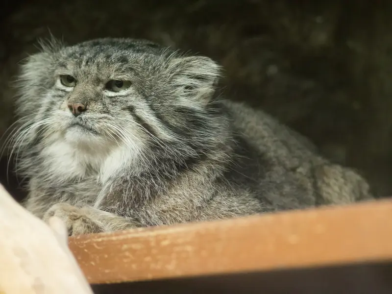 Фотография Клёна в Зоопарке Уено