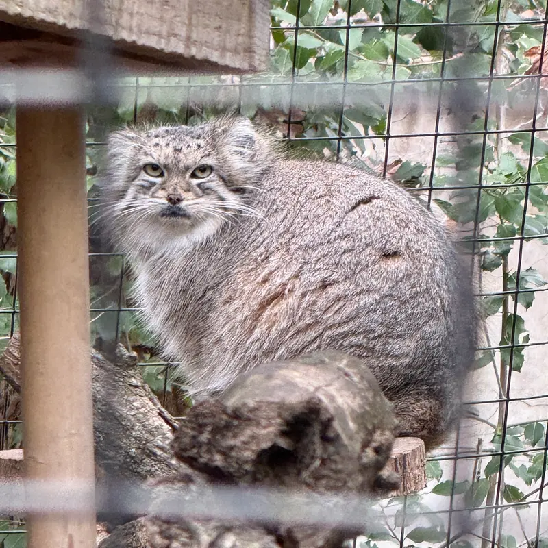 Фотография Акар в Смитсоновском Национальном Зоопарке