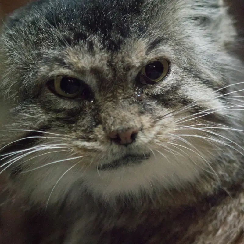 Фотография Примулы в Зоопарке Уено